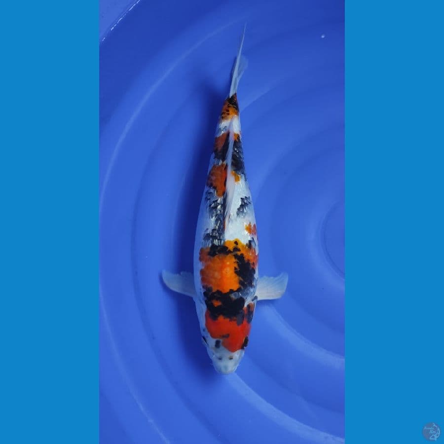 Showa Ginrin 37CM