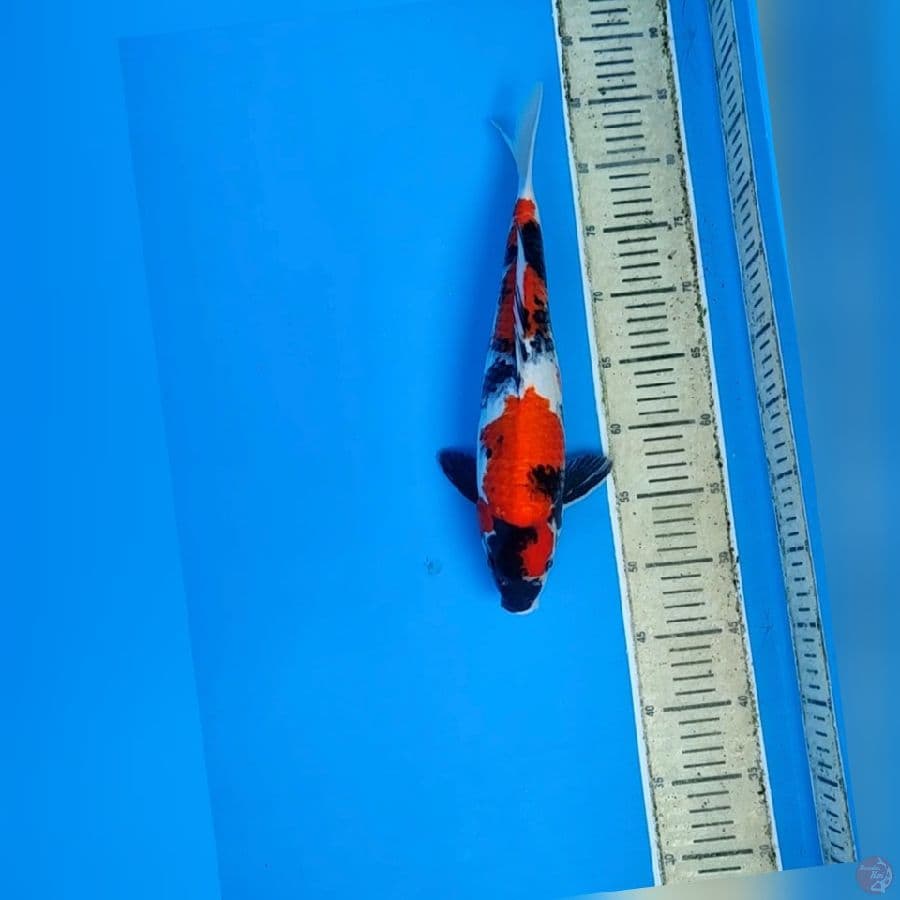showa 37cm(fimle)
