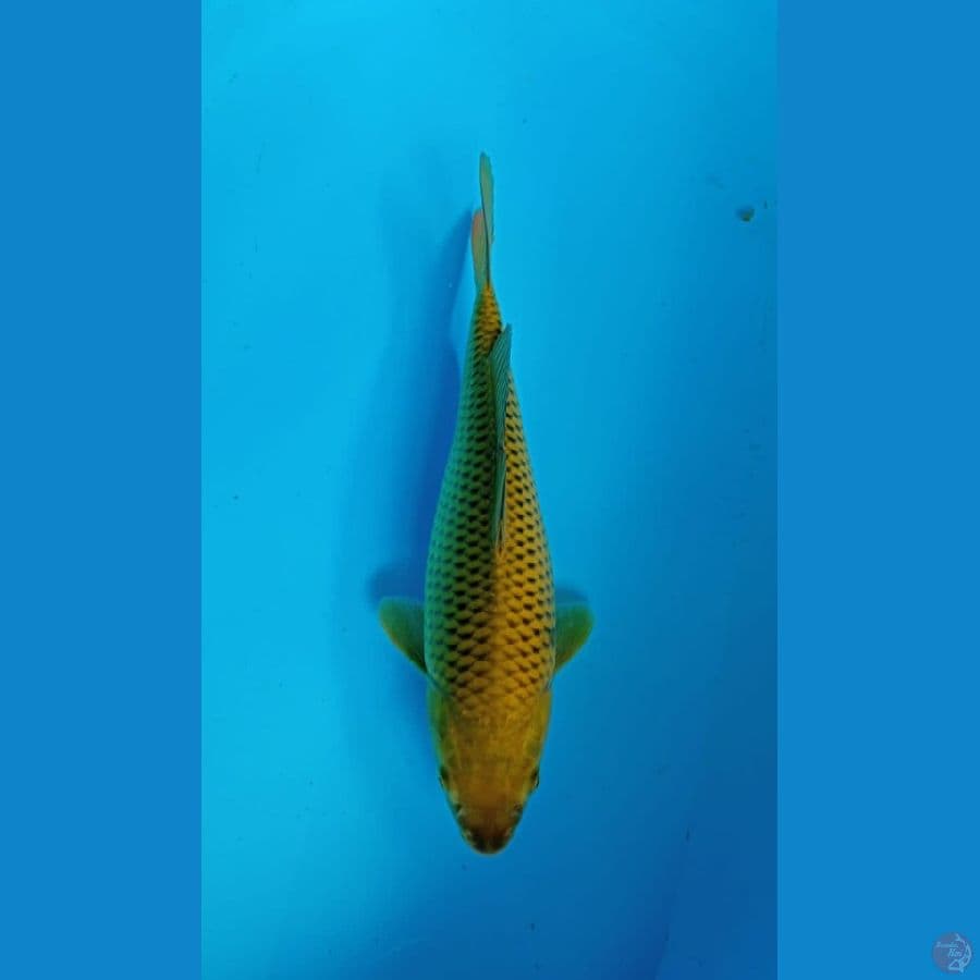 chagoi 34cm