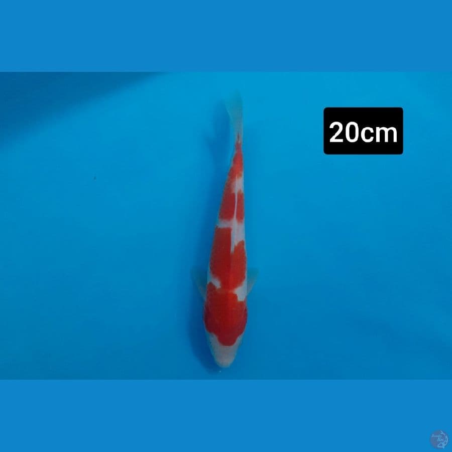 kohaku