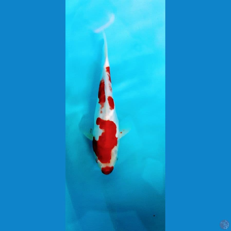 kohaku doitsu merah strong 27cm