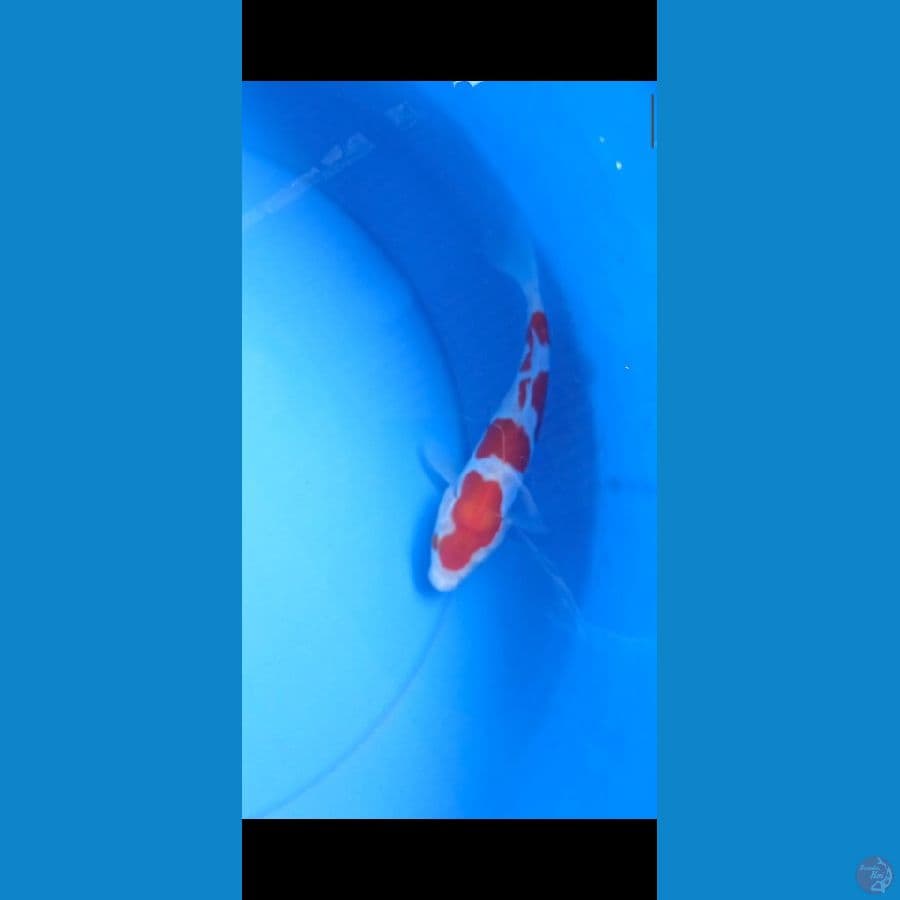 kohaku doitsu