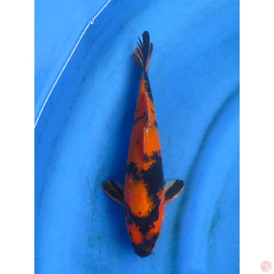 27cm - Hi Utsuri Tembus