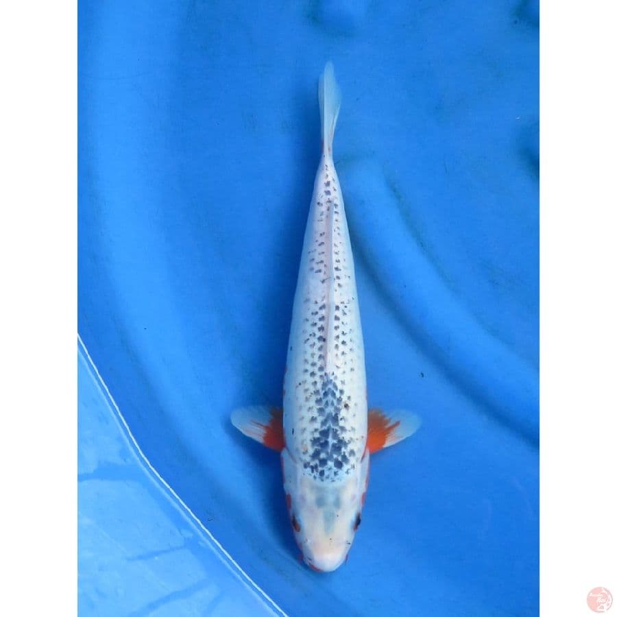 34cm - Asagi Yuki