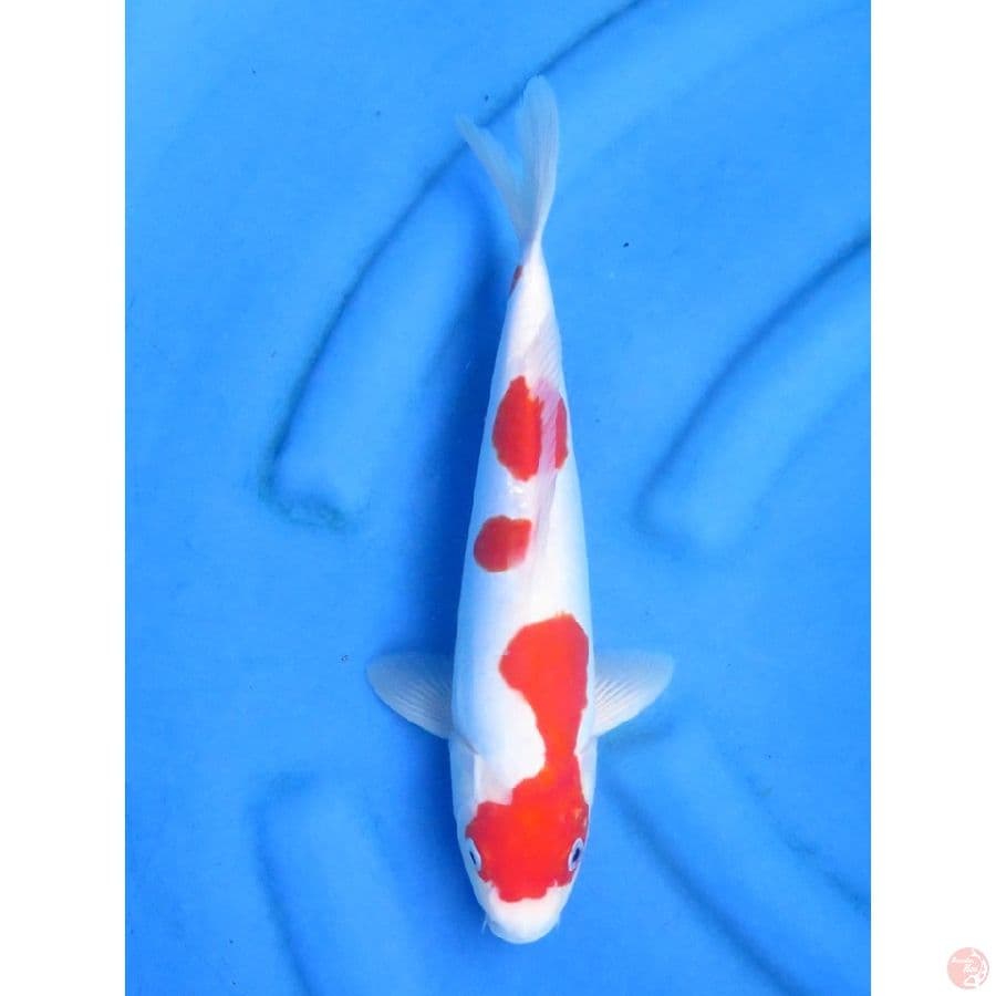 32cm - Kohaku Doitsu Murni