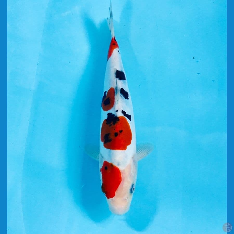 sanke doitsu, 22 cm