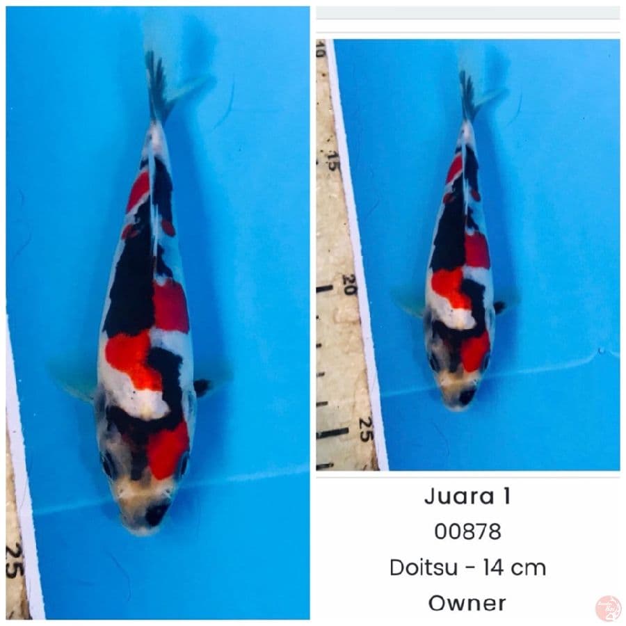 doitsu showa juara 1 baby koi show tulungagung