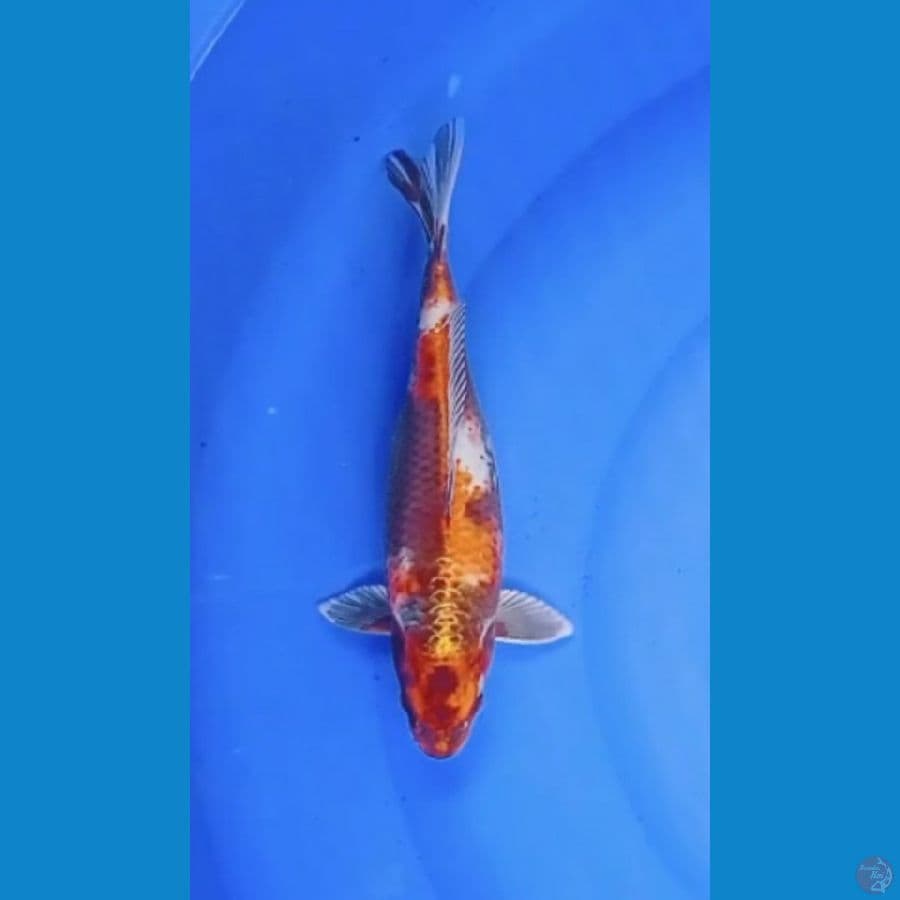 Kin Showa 31 cm/fml