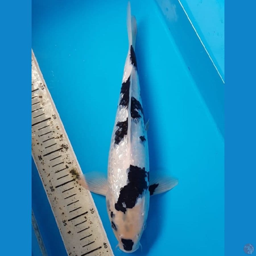 SHIRO GINRIN 35 CM MALE