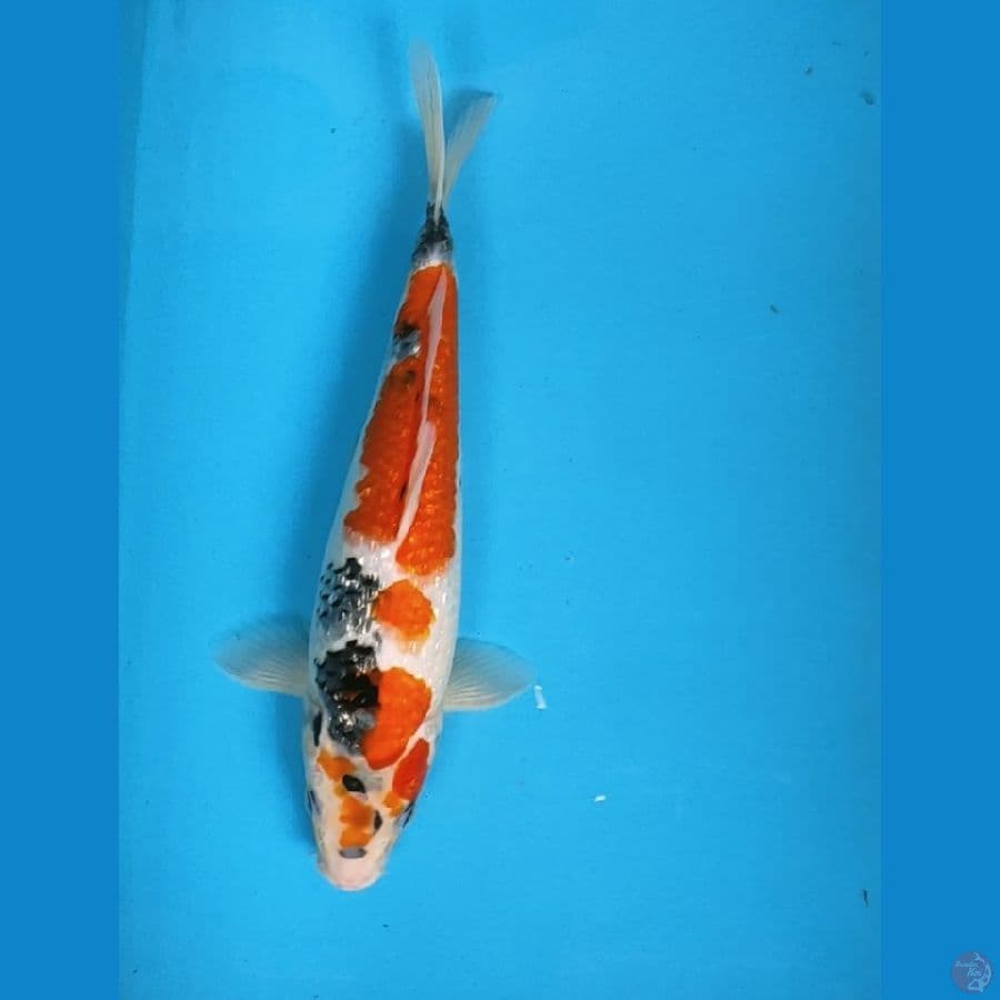 showa ginrin 32cm male