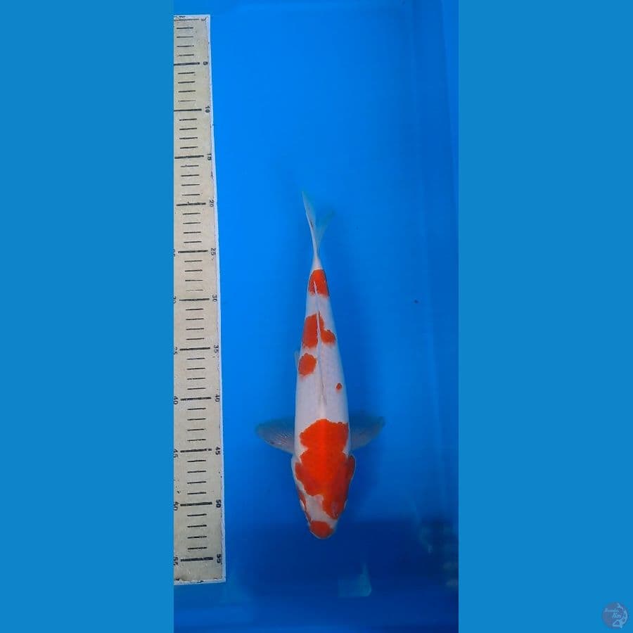 kohaku