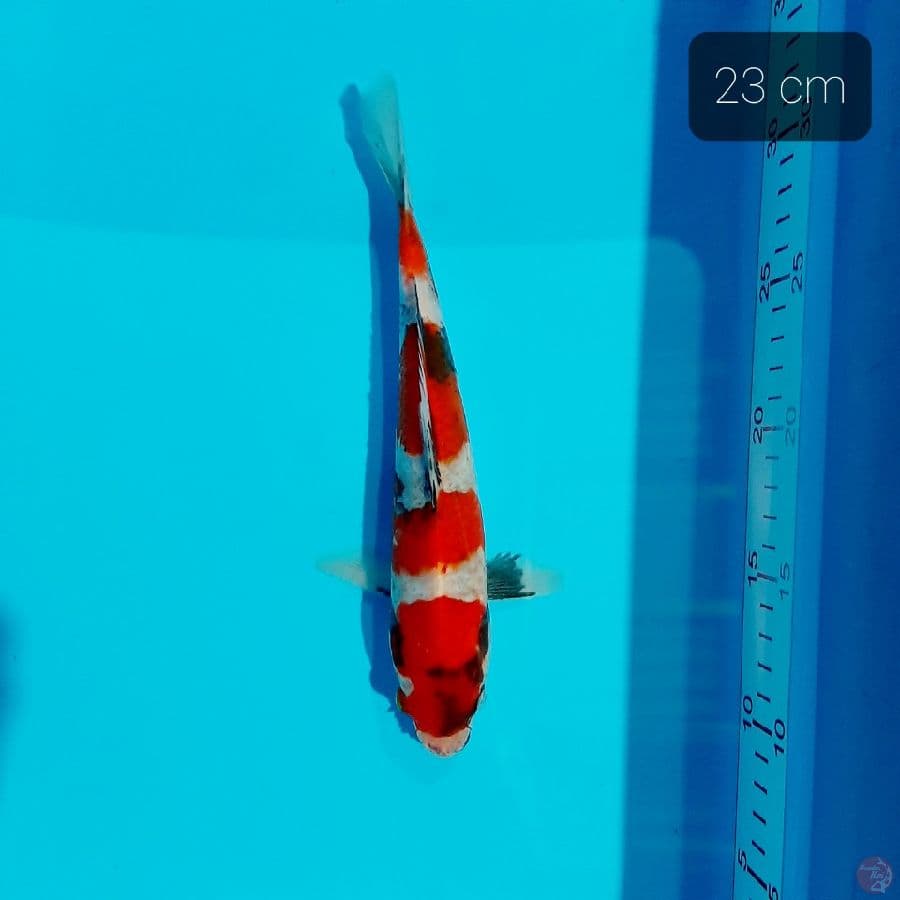 showa 23 cm