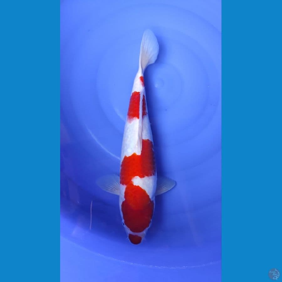 Kohaku 40CM