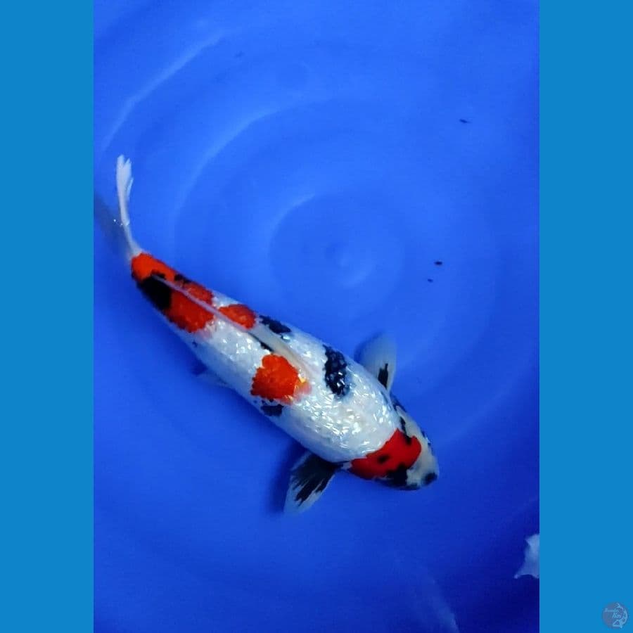 Showa Ginrin 37CM
