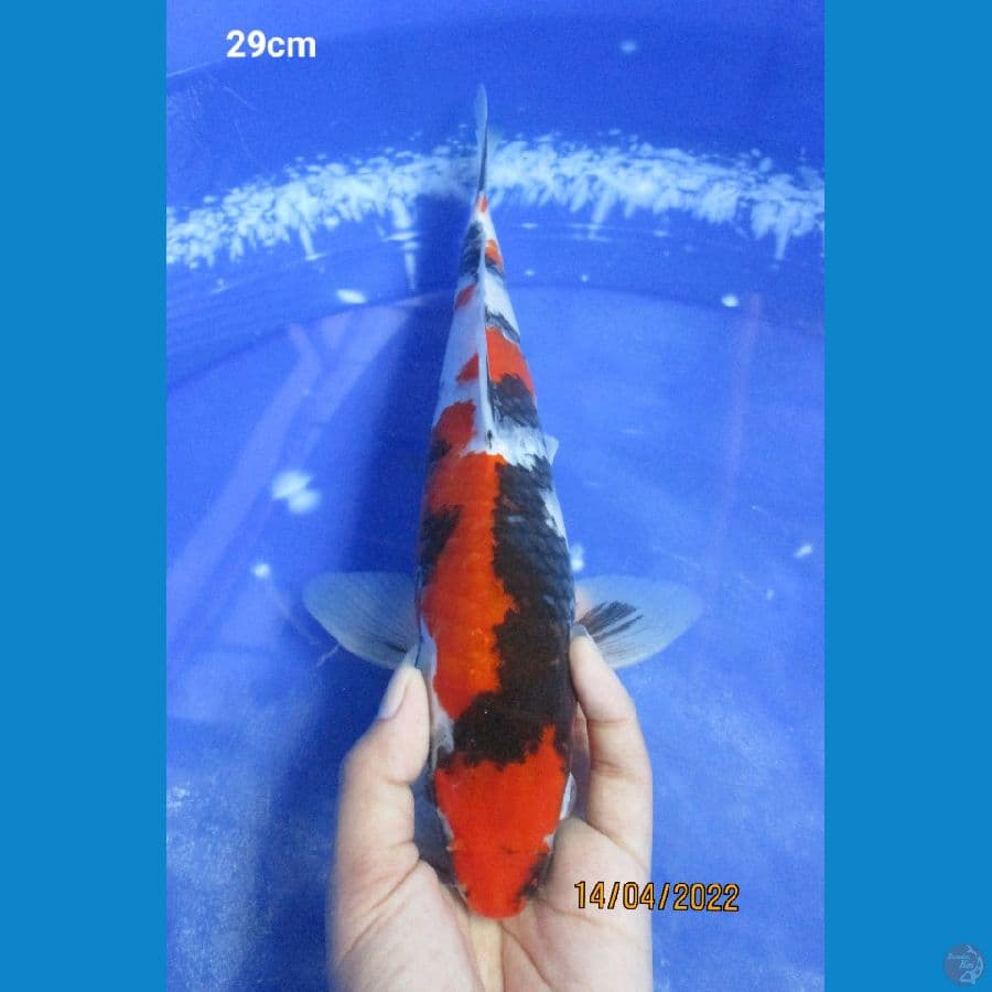 SHOWA 29CM