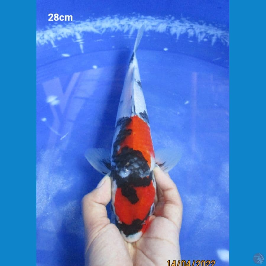 SHOWA 28CM