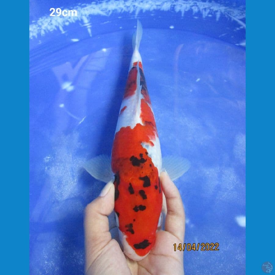 SHOWA 29CM