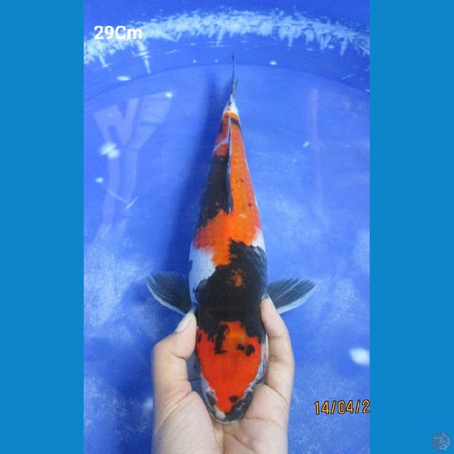 SHOWA 29CM