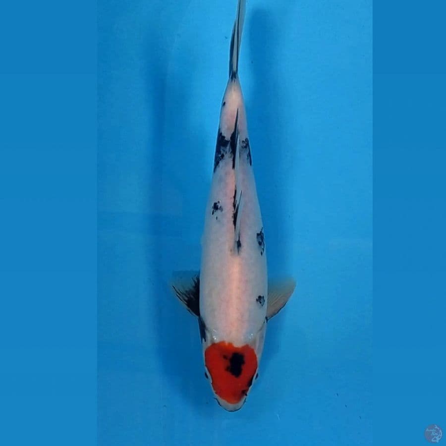 tancho showa, 24 cm