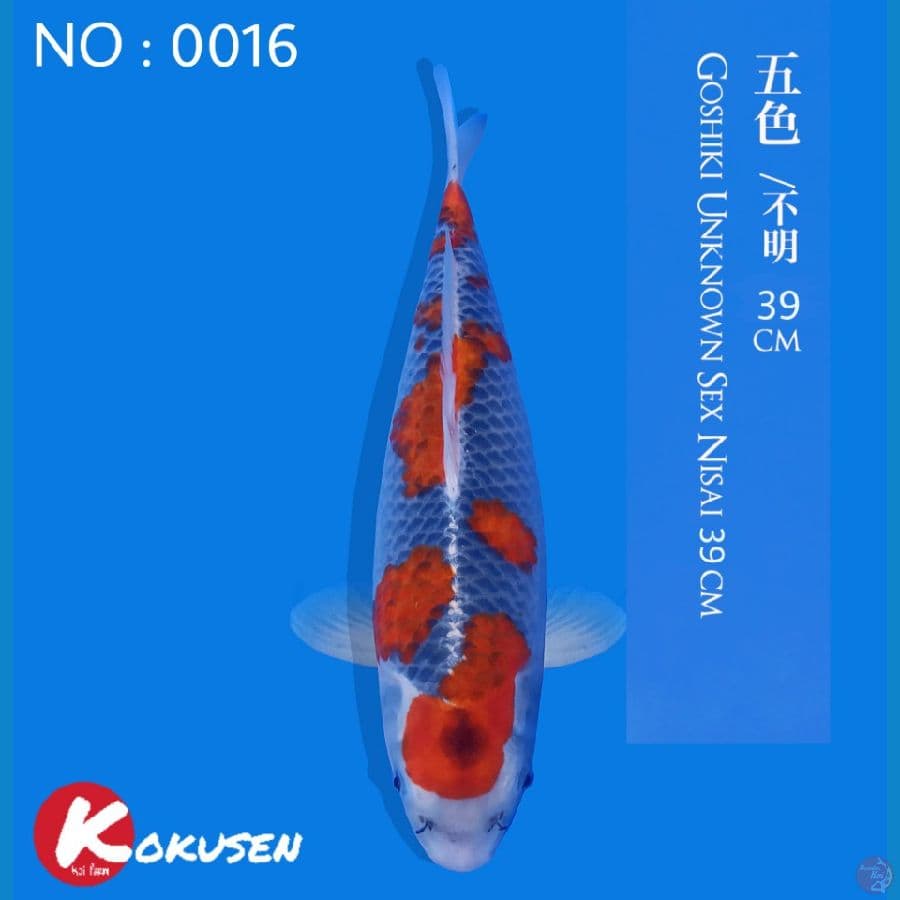Goshiki