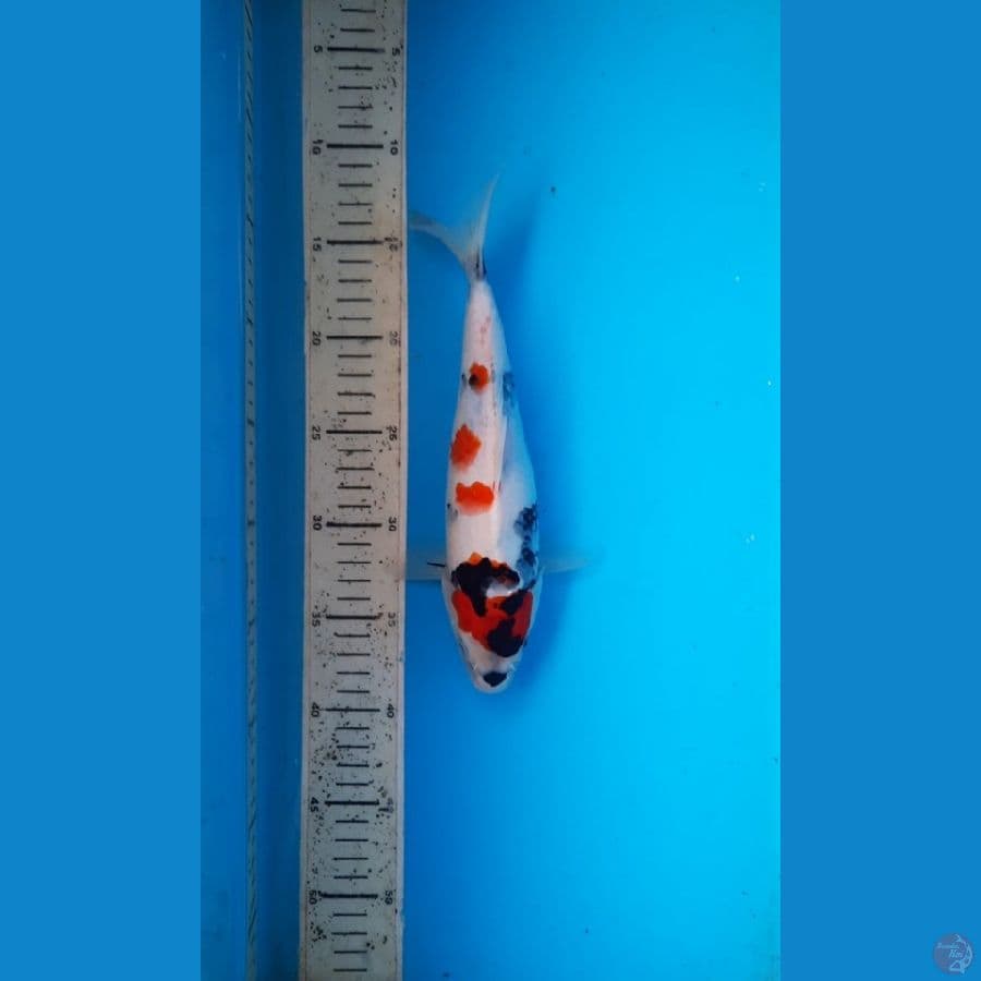 kindai showa