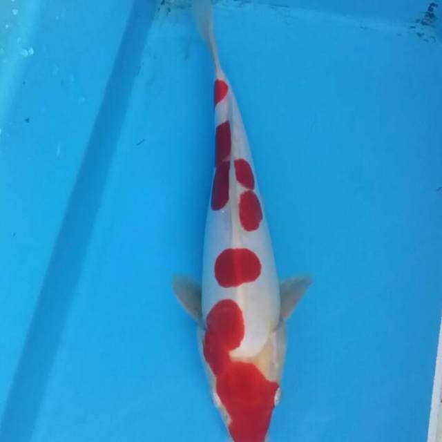 Super red kohaku doitsu murni