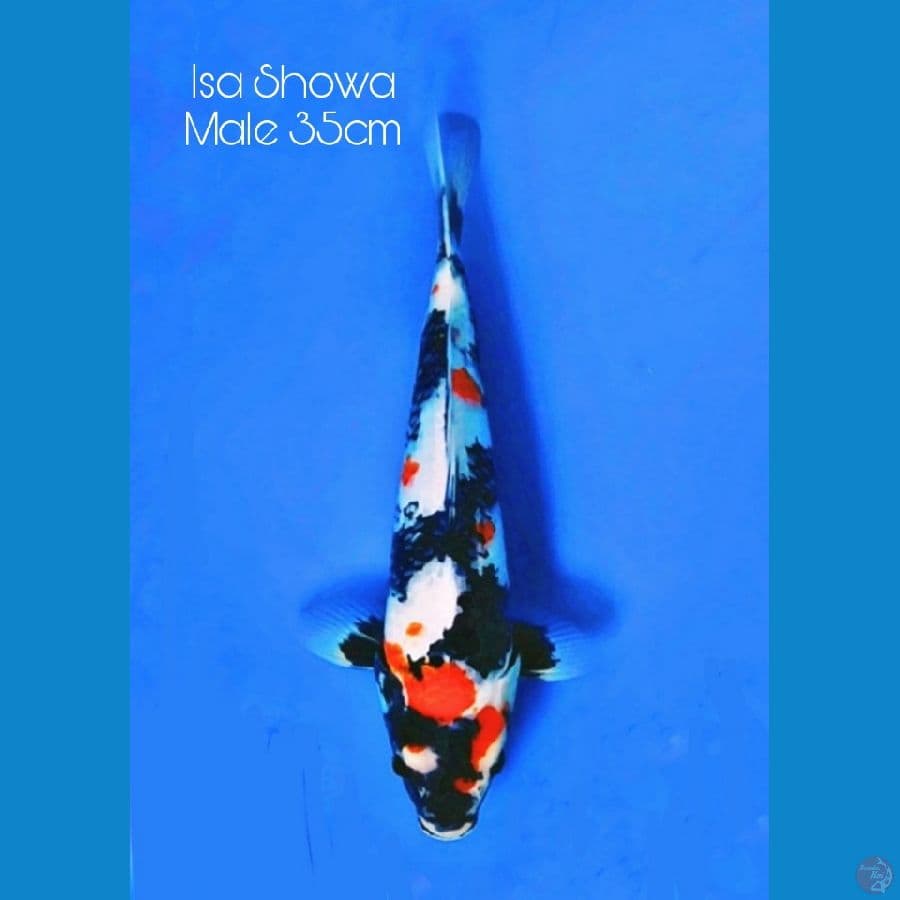 Isa Showa serti