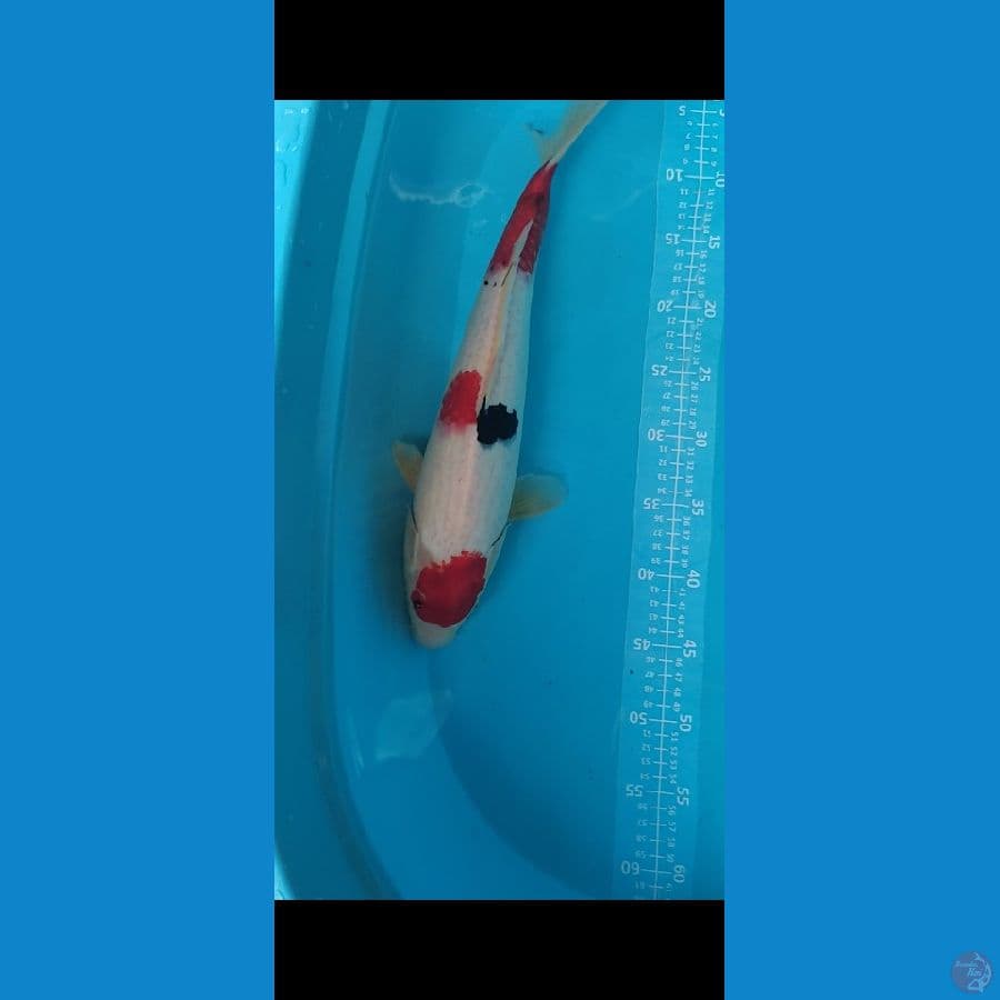 Maruten Showa Jantan 43cm