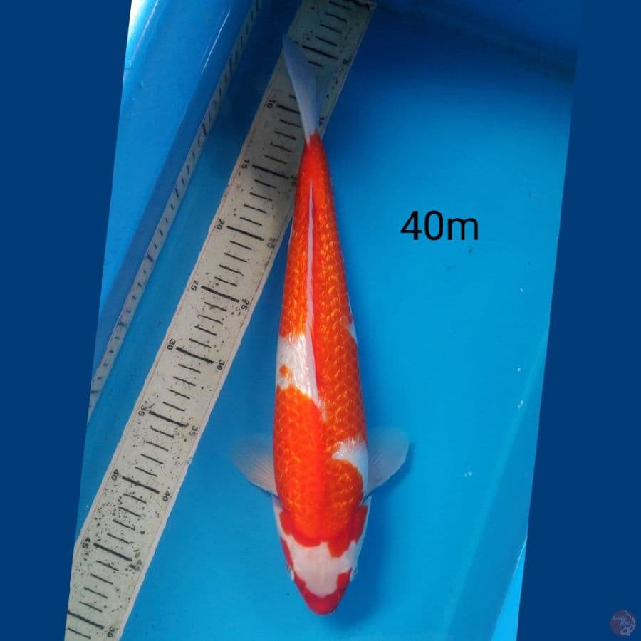 kohaku gidrin, 40cm male