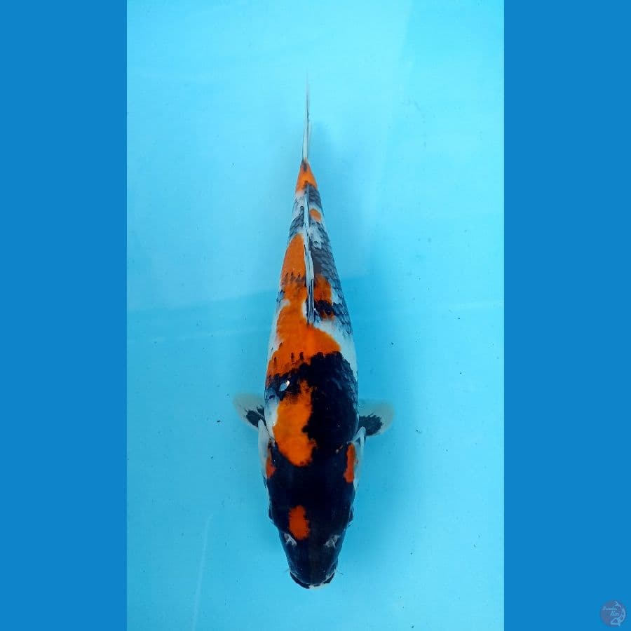 showa 27cm