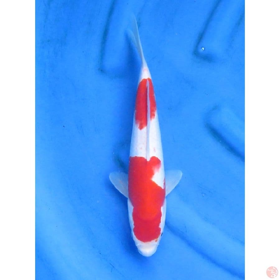 32cm - nidan kohaku