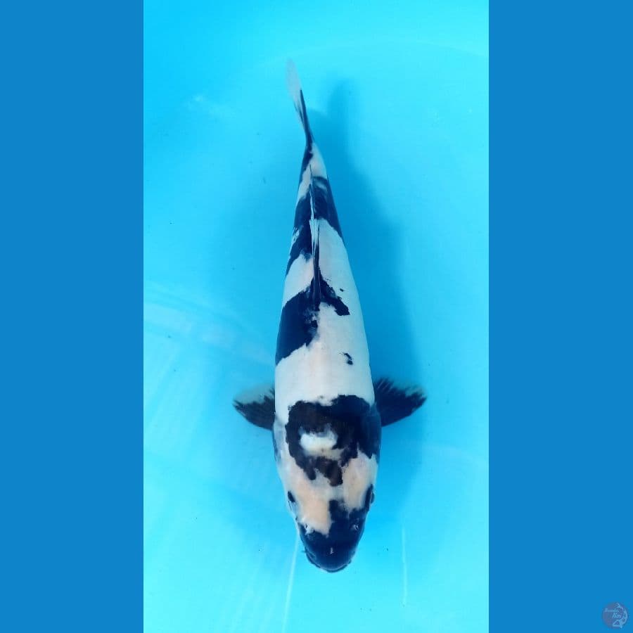 shiro doitsu 27cm