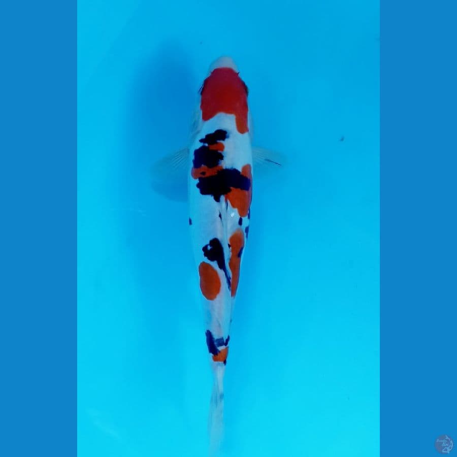 sanke doitsu 23cm