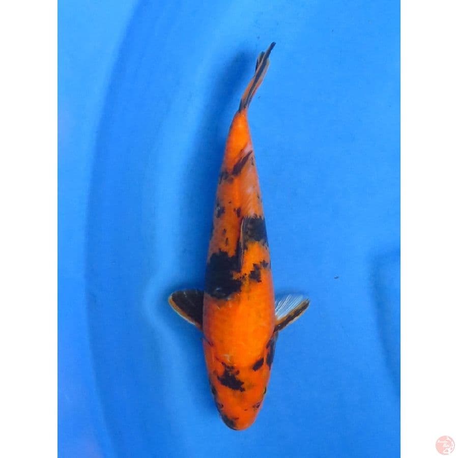 28cm - Hi Utsuri F1 ,