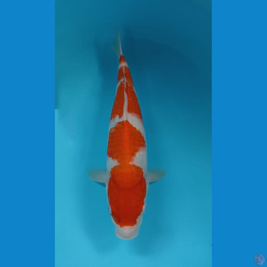 kohaku 34cm