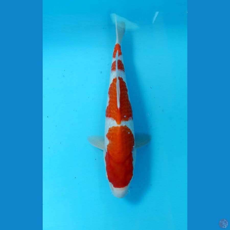 kohaku 31cm