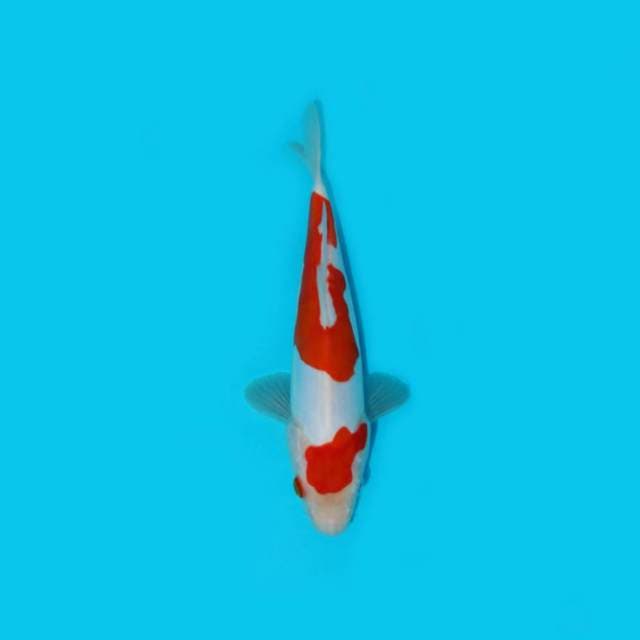 KOHAKU DOITSU 23 CM