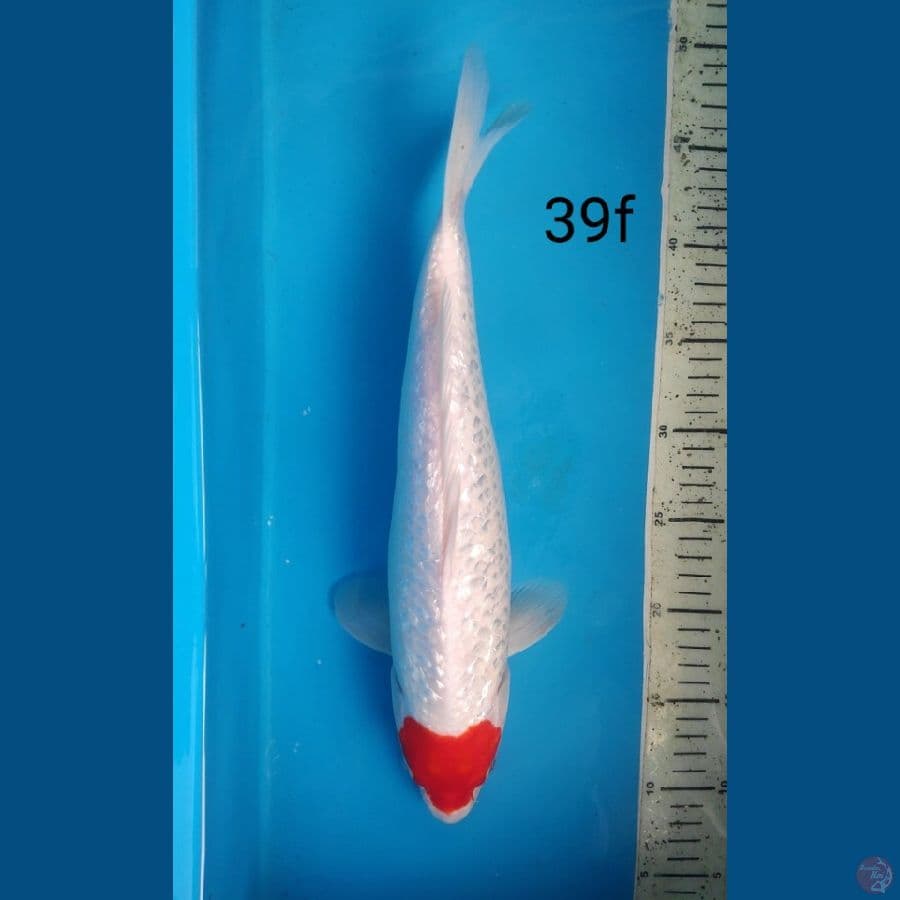 tacho gidrin ORI, 39cm female