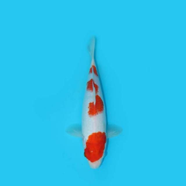 KOHAKU 30 CM
