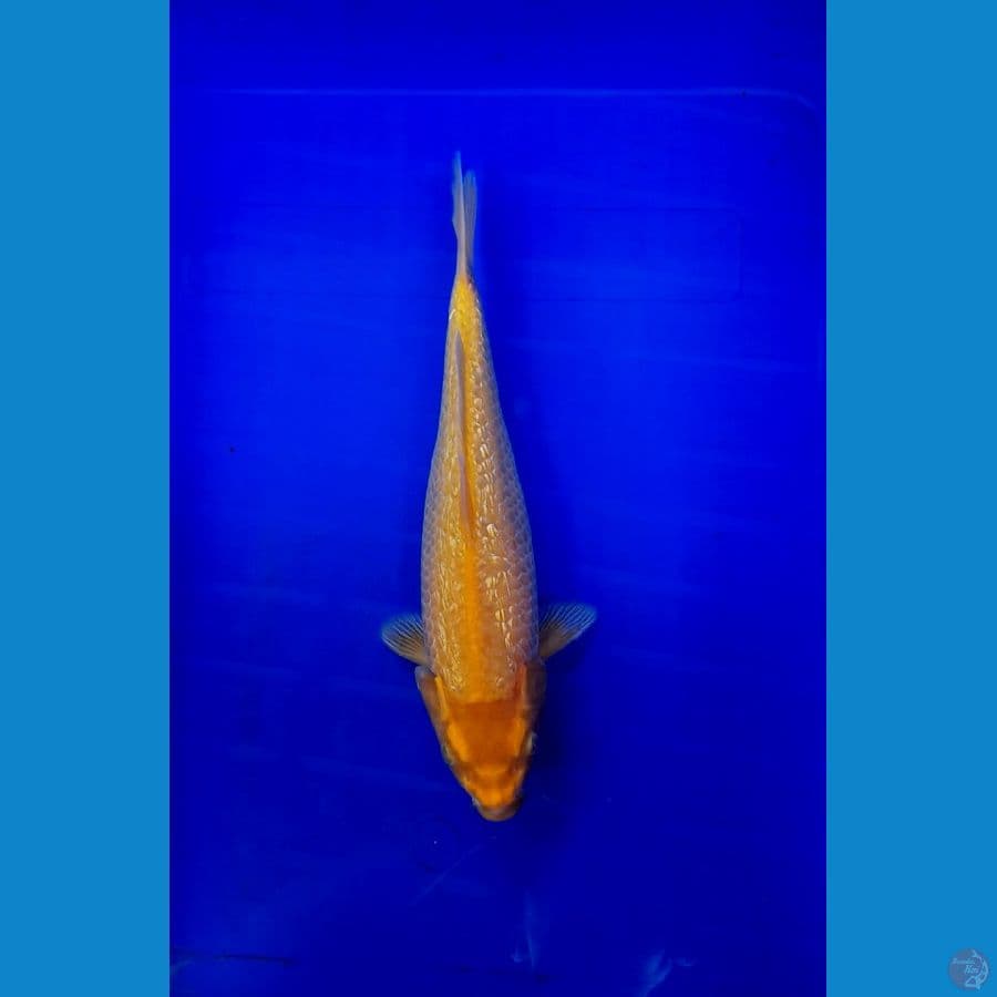 Karasi Ginrin 30cm
