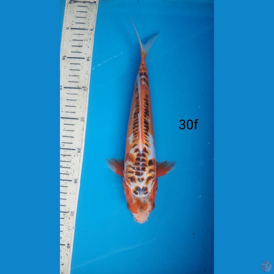 hana shusui, 30cm female