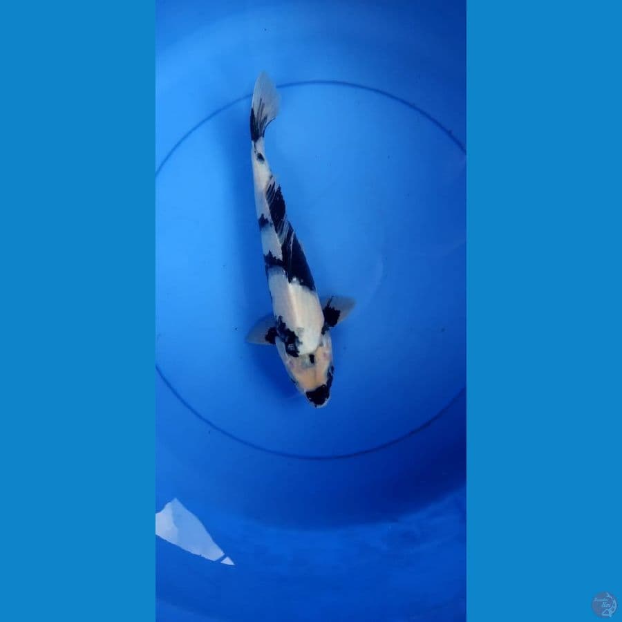 shiro 29cm