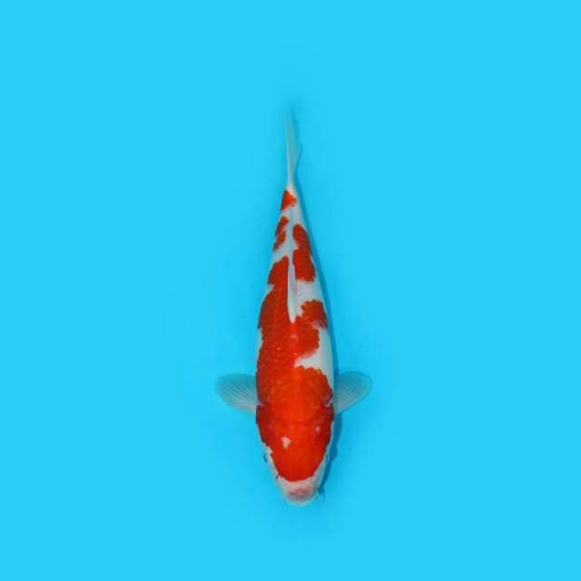 KOHAKU 29 CM