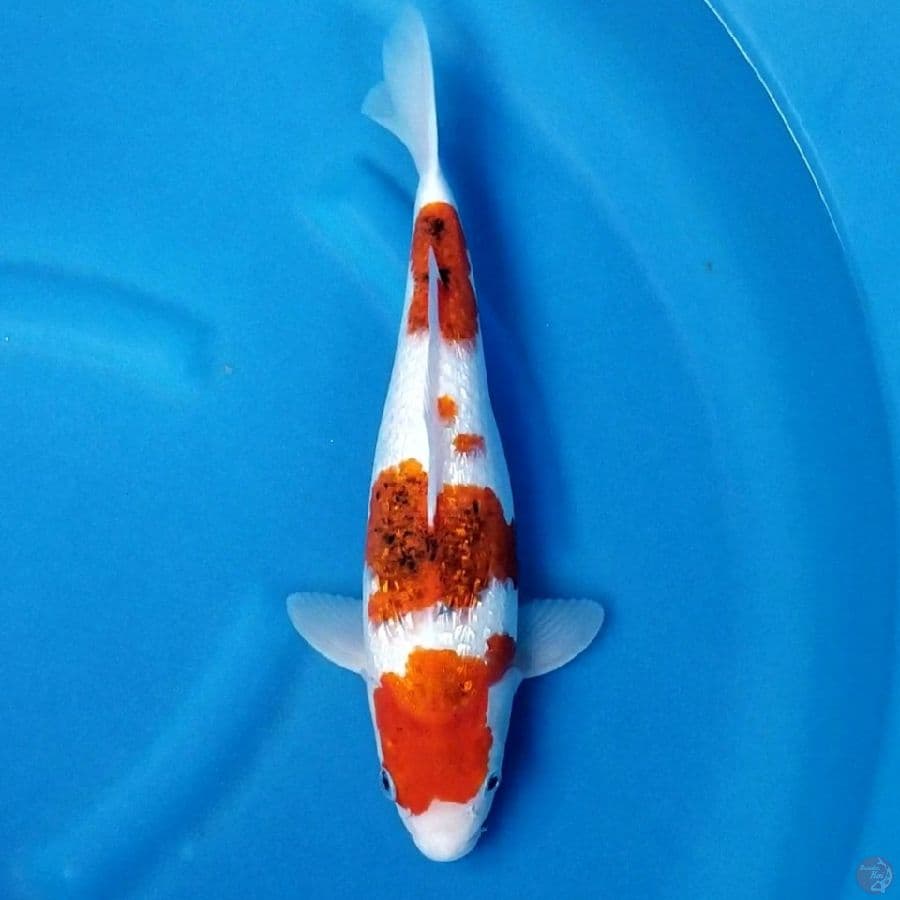 AIGOROMO GINRIN 35 CM