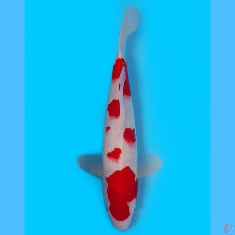 Kohaku 30cm Strong