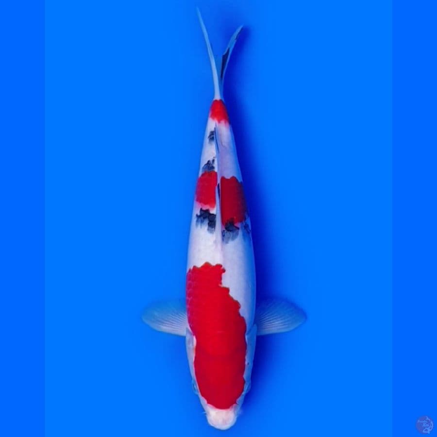 Sanke Subosumi 30cm