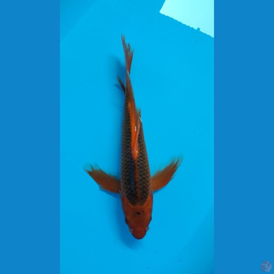 AKA MATSUBA 30CM RING RAPI