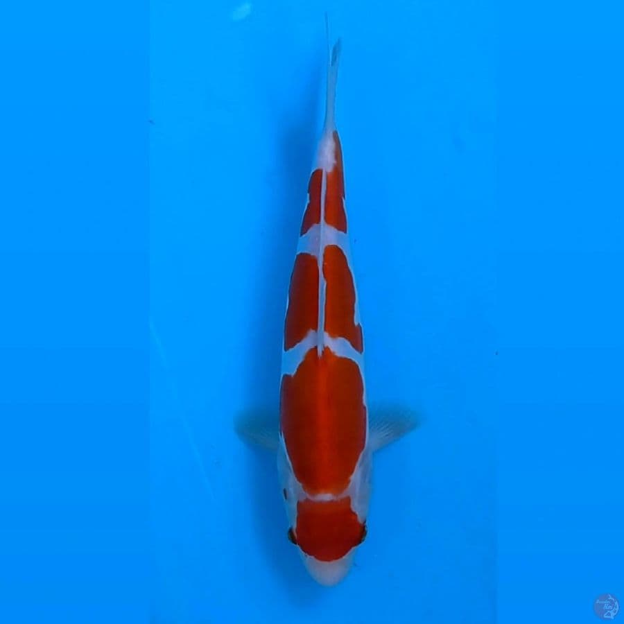 maruten kohaku "doitsu murni", 24 cm