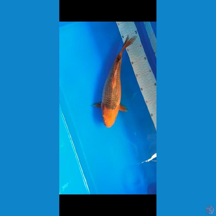 Aka matsuba Bulky 30cm
