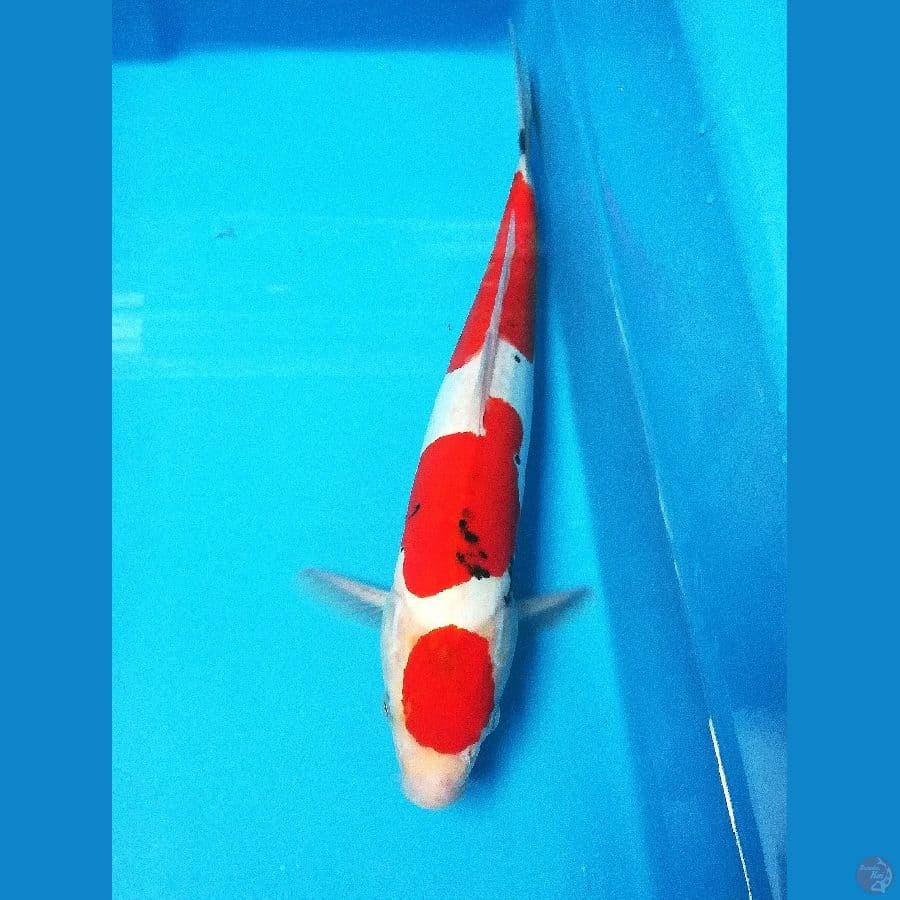 Maroten 35cm